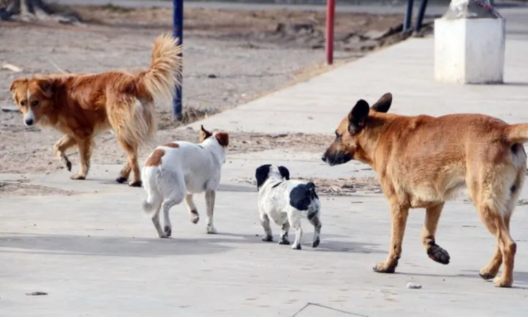 Perros