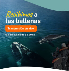 Ballenas: transmisión en vivo desde Península Valdés