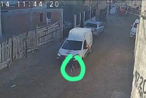 Una perra murió atropellada y generó indignación