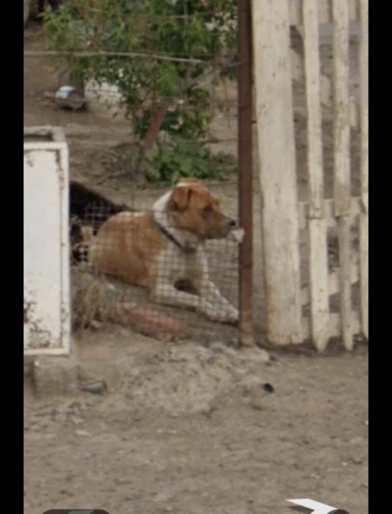 Perro